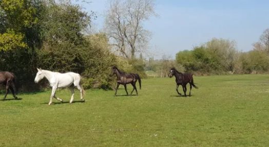 hall place equestrian