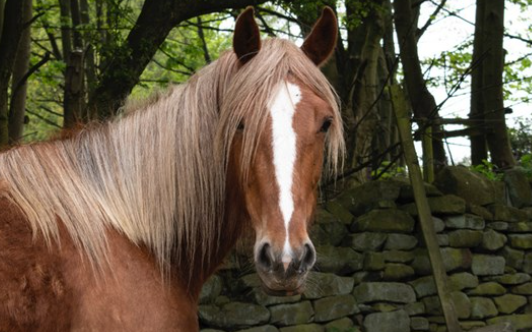 grenoside equestrian centre