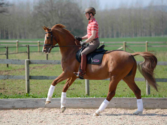 flying changes equestrian