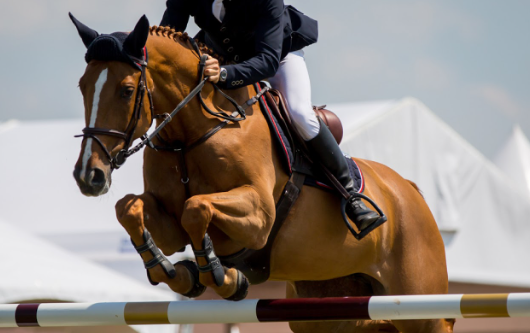 federation equestrian international