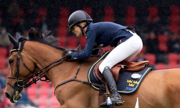fei horses