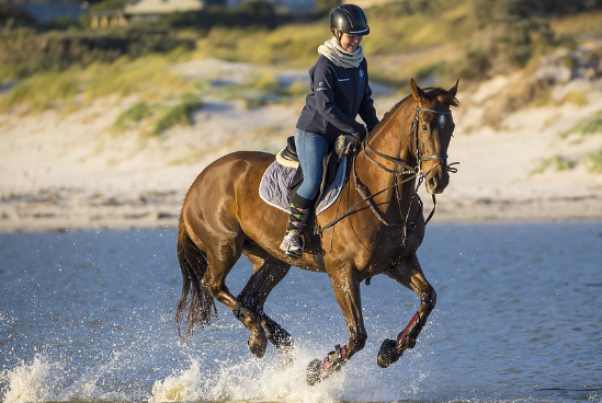 gp equestrian