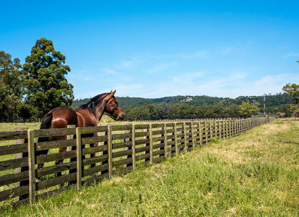 fence equestrian