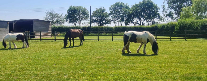 glh equestrian