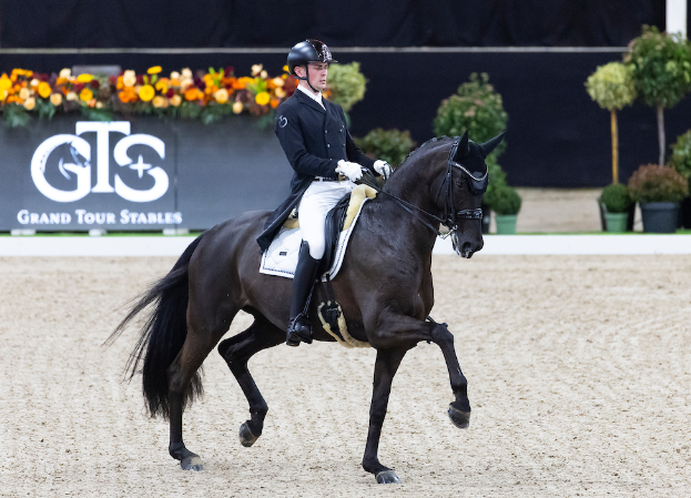 harrison ashton equestrian