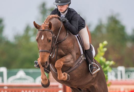 foxwood farm equestrian centre