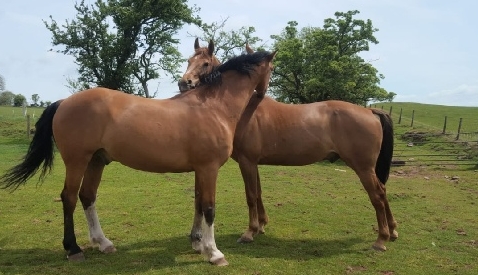 fedw equestrian centre
