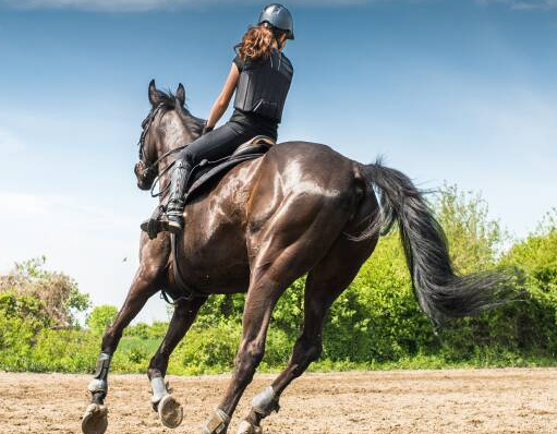 hd equestrian