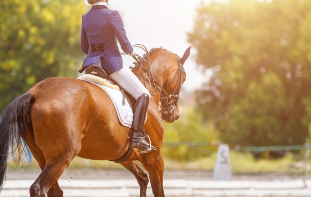 equine equestrian