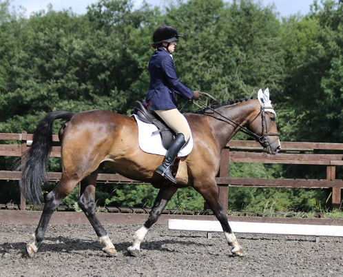 hall place equestrian centre