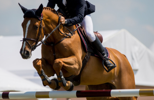 international federation for equestrian sports