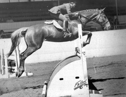karen healey equestrian