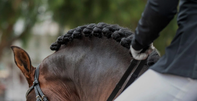 horse equestrian near me