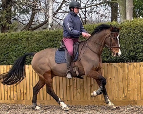 jonty equestrian