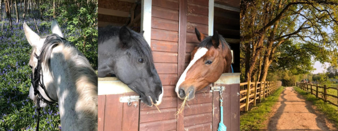 inspire me equestrian