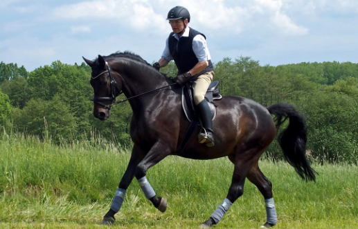 horse riding 101
