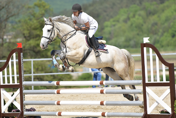 horse jumping sport