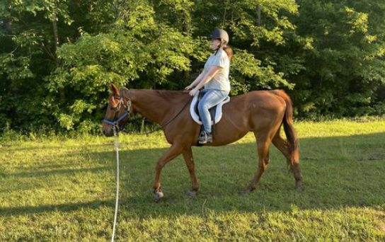 jamestown equestrian center