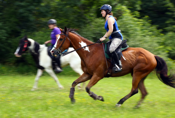 horse endurance riding