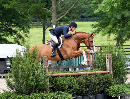 john french equestrian