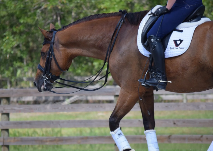 invictus equestrian