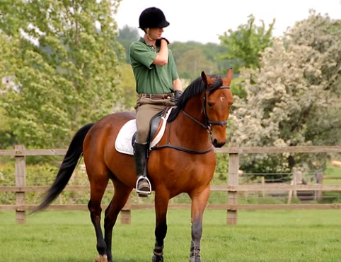 jacksons equestrian