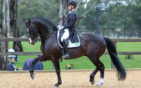 john thompson dressage