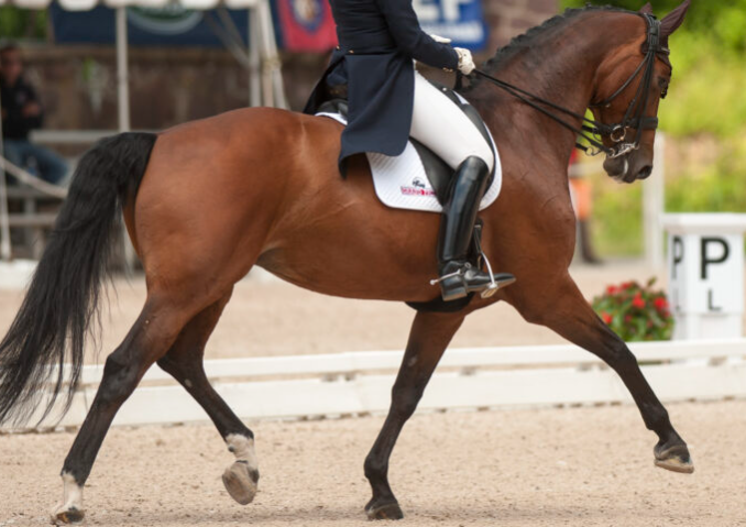 impulsion equestrian