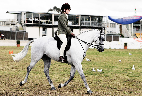 horse riding show