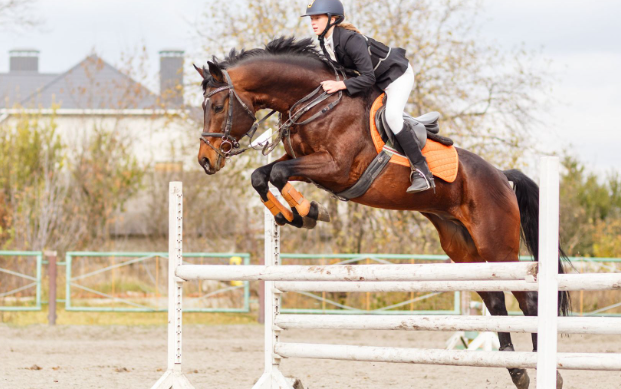 horse riding jumping