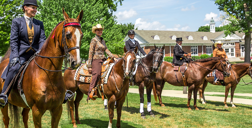 horse riding university