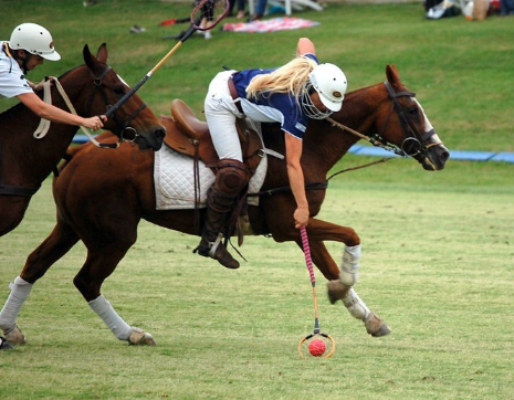 horse sport