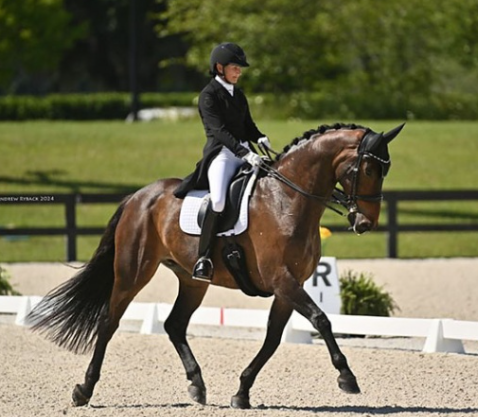 msj equestrian