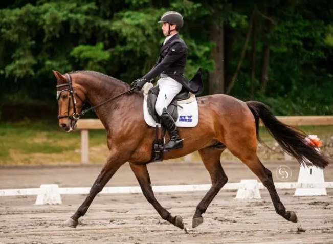 mbf equestrian