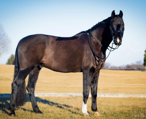 lynch equestrian horses for sale