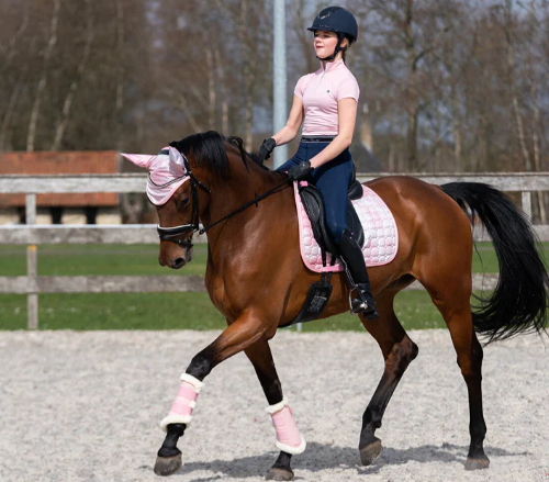 mgm equestrian