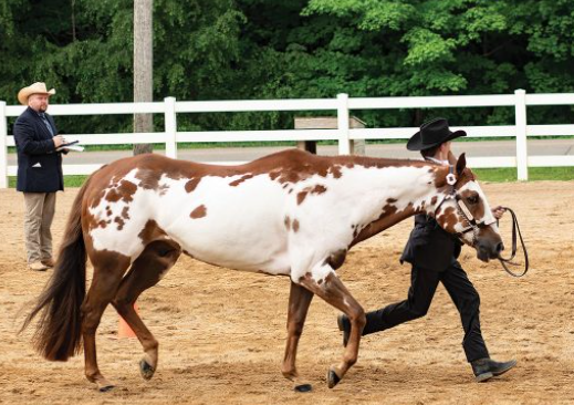 male equestrian