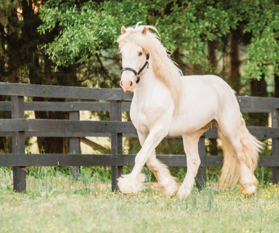 American Cream Draft Horse rare color and breeding history