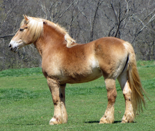 Draft Horse breeds overview and characteristics