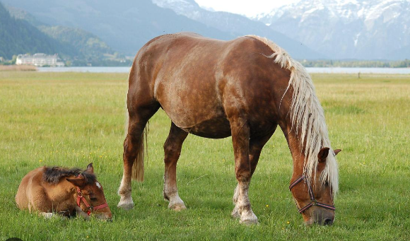 Noriker Draft Horse adapted to alpine environments