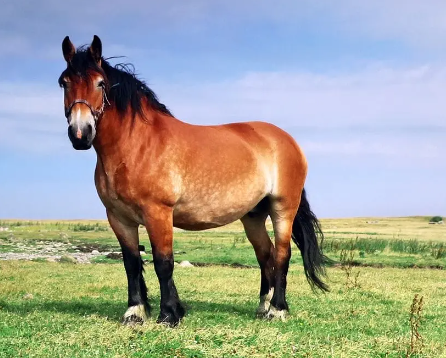 Ardennes Draft Horse one of Europe’s oldest heavy horses