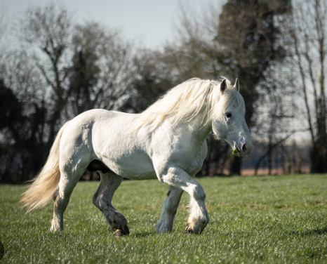 Boulonnais Draft Horse elegance among heavy horse breeds