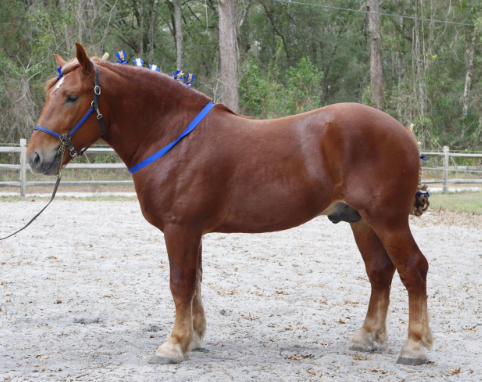 Suffolk Punch Draft Horse origins and traditional farming role