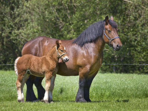 Brabant Draft Horse influence on modern Belgian horses