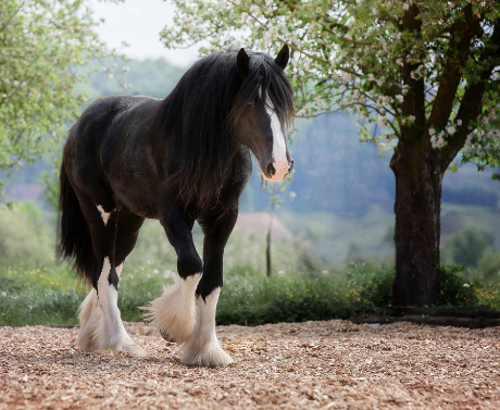 Shire Horse size strength and historical use