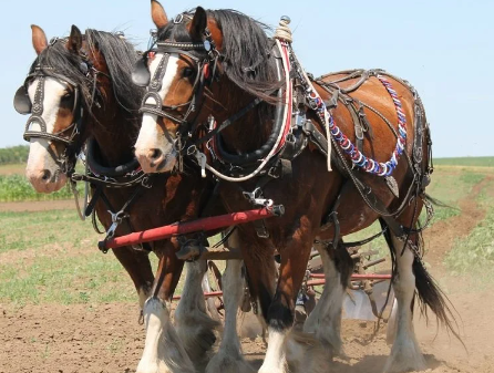 Clydesdale Draft Horse distinctive feathering and gait