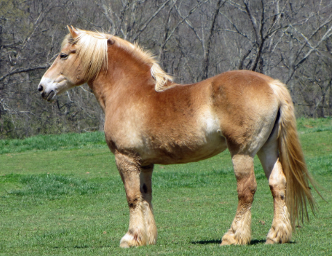 Belgian Draft Horse history and physical traits