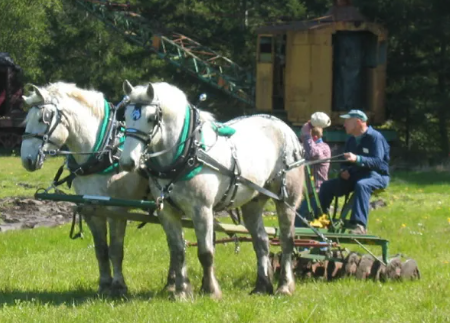 Draft Horse working ability in modern times