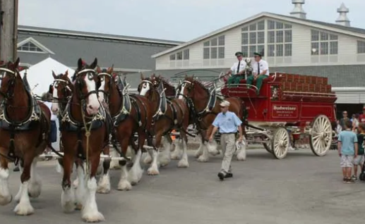 Draft Horse parades and ceremonial appearances