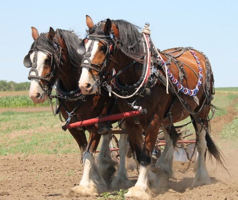 Draft Horse diet and feeding requirements for large breeds